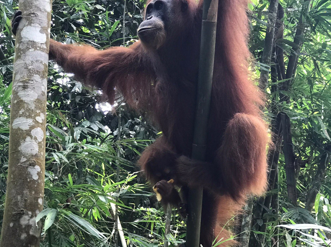 Fun Sumatra Tour & Travel-Deli Serdang必去景点