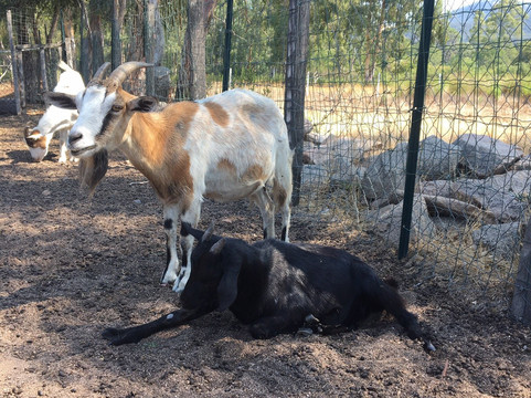 La Ferme De Padula-维琪奥港必去景点