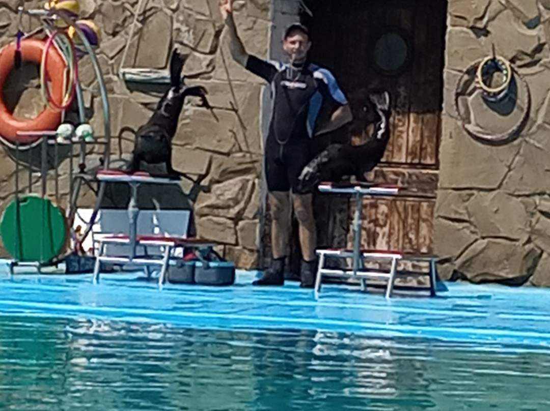 Dolphinarium景点图片