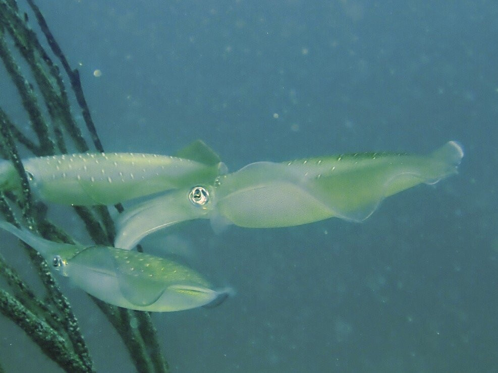 Izu Oceanic Park Diving Center - I.O.P.景点图片