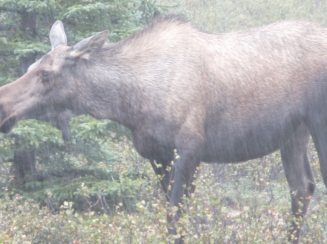 Denali Park Hotel主图