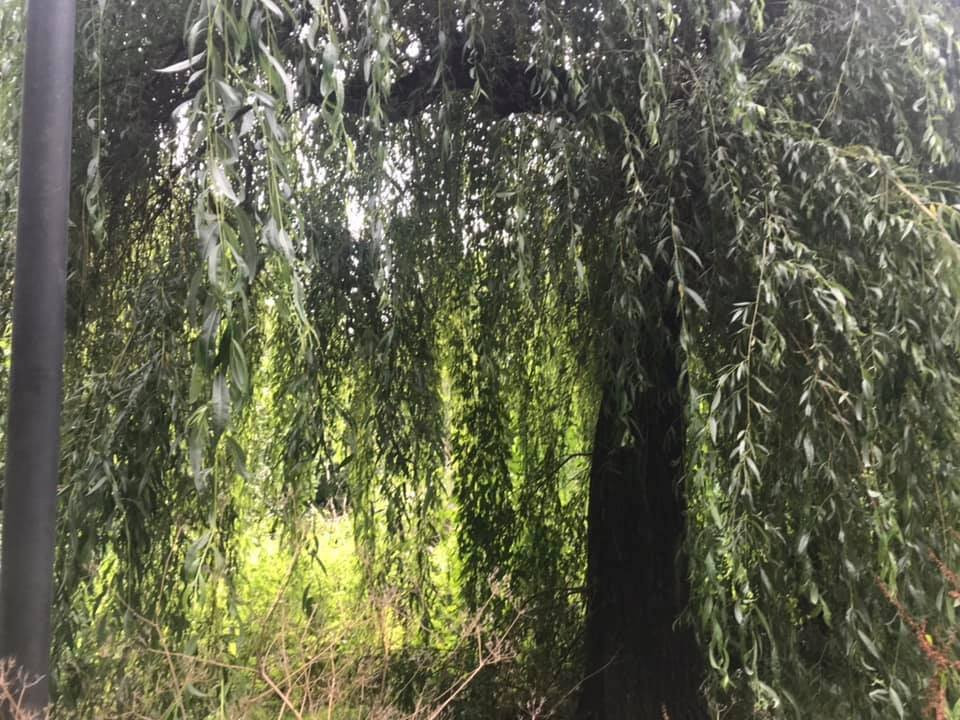 Preston Park-布莱顿必去景点