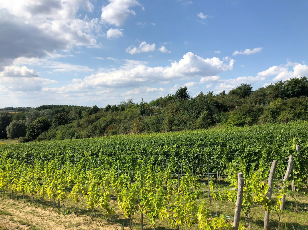 TERRA Winnica Smaku Winery景点图片