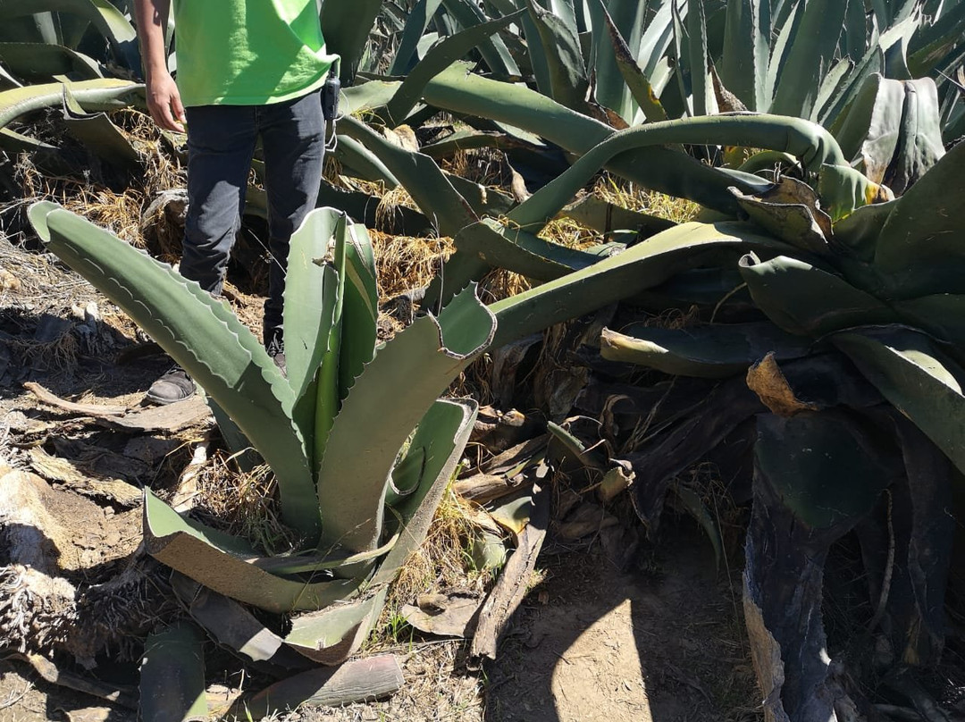 Rancho Magueyero San Isidro Ruta Del Pulque-Nanacamilpa必去景点