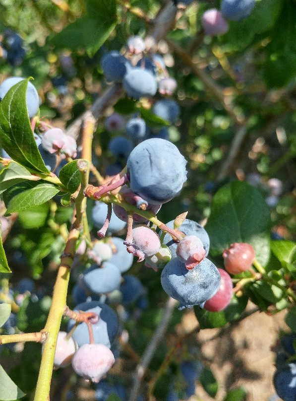 Driediger Farms-Langley必去景点