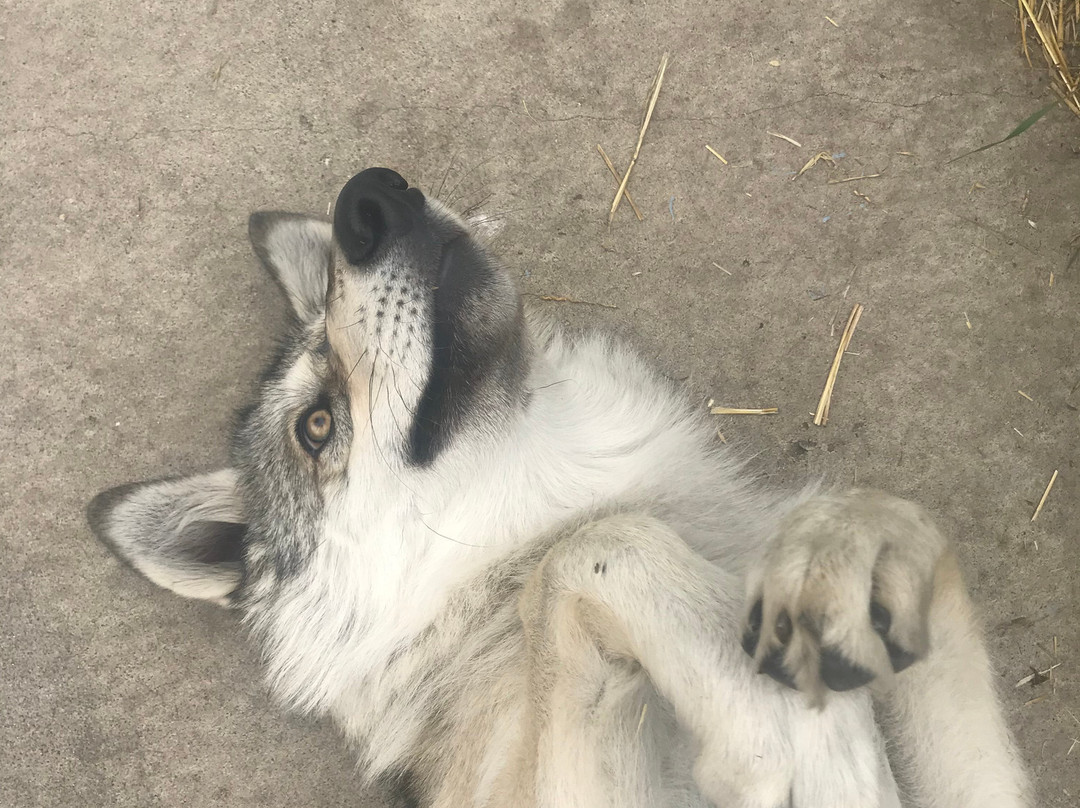 Howlers Inn Bed & Breakfast and Wolf Sanctuary主图