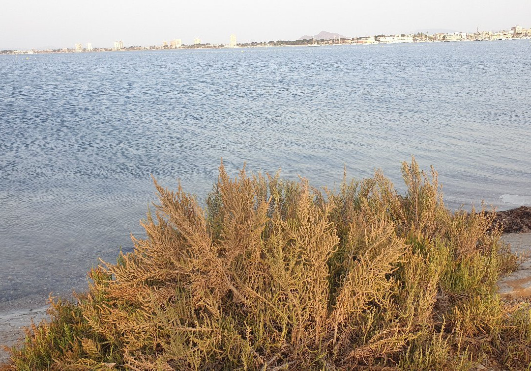 Playa De La Mota景点图片