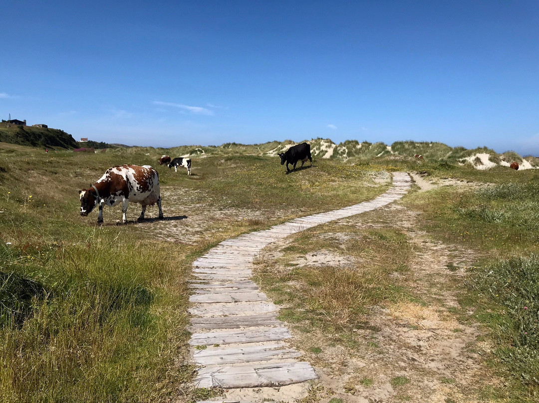 Vigdelstranden景点图片