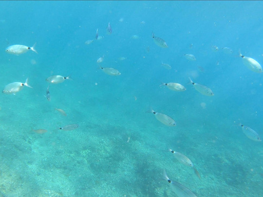 Kayaking Pula and Banjole-普拉必去景点