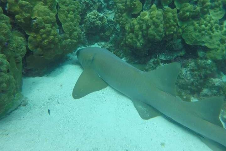 BETITAS ACUATIC SERVICE-Providencia必去景点