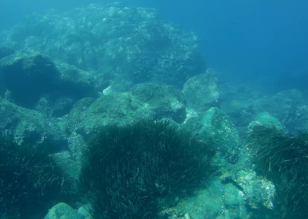 Marine Divers景点图片