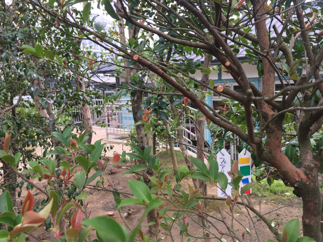 Kurume World Camellia Museum景点图片