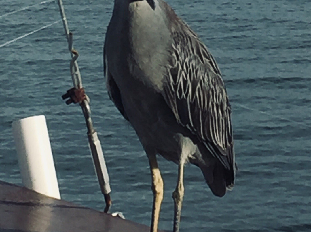 Hart's Landing-萨拉索塔必去景点