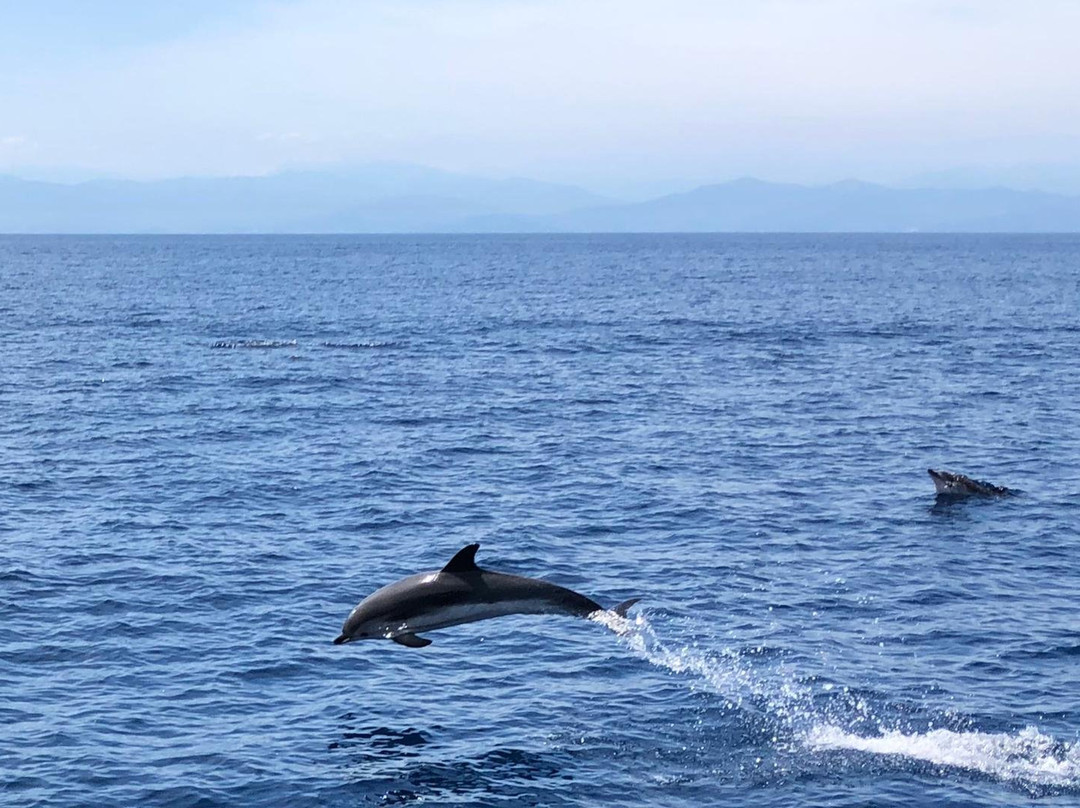 Santuario dei Cetacei景点图片