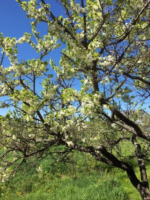 Auberge des Aboiteaux主图