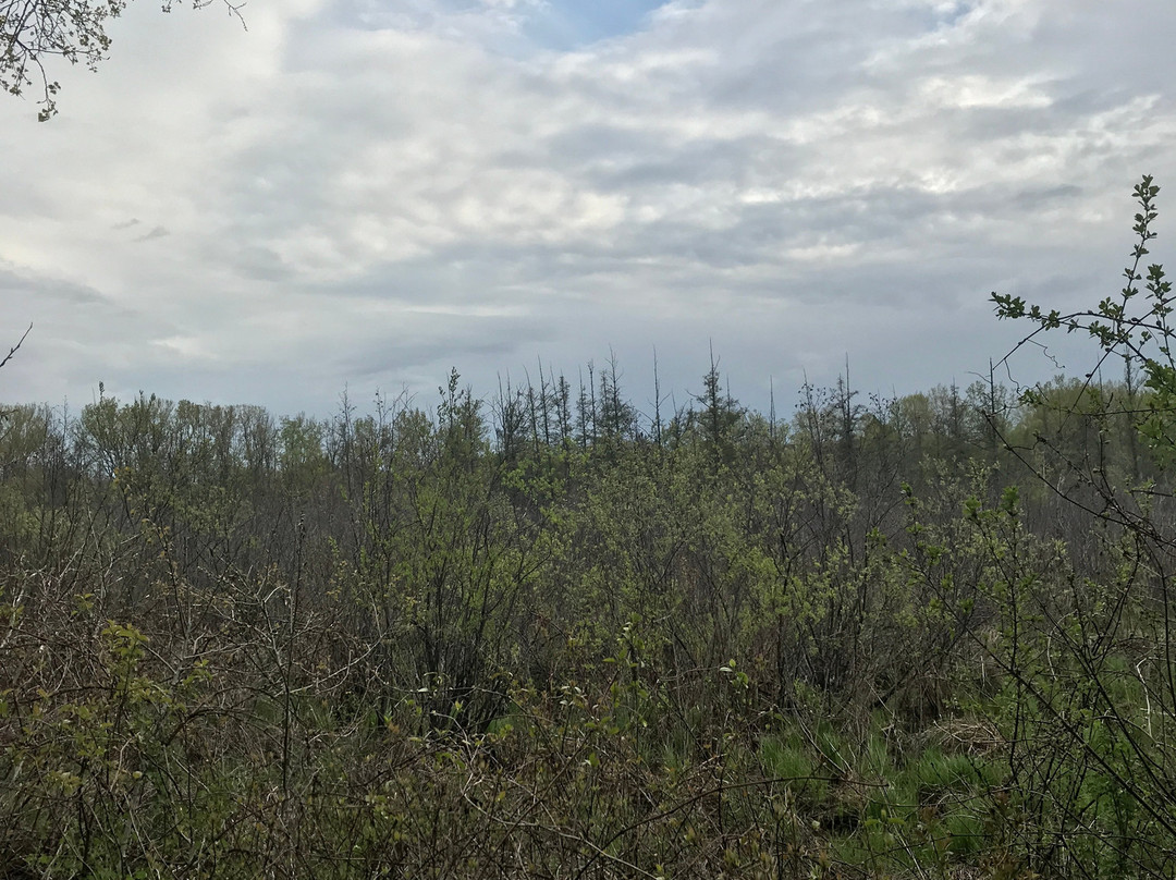 Tamarack Nature Preserve景点图片