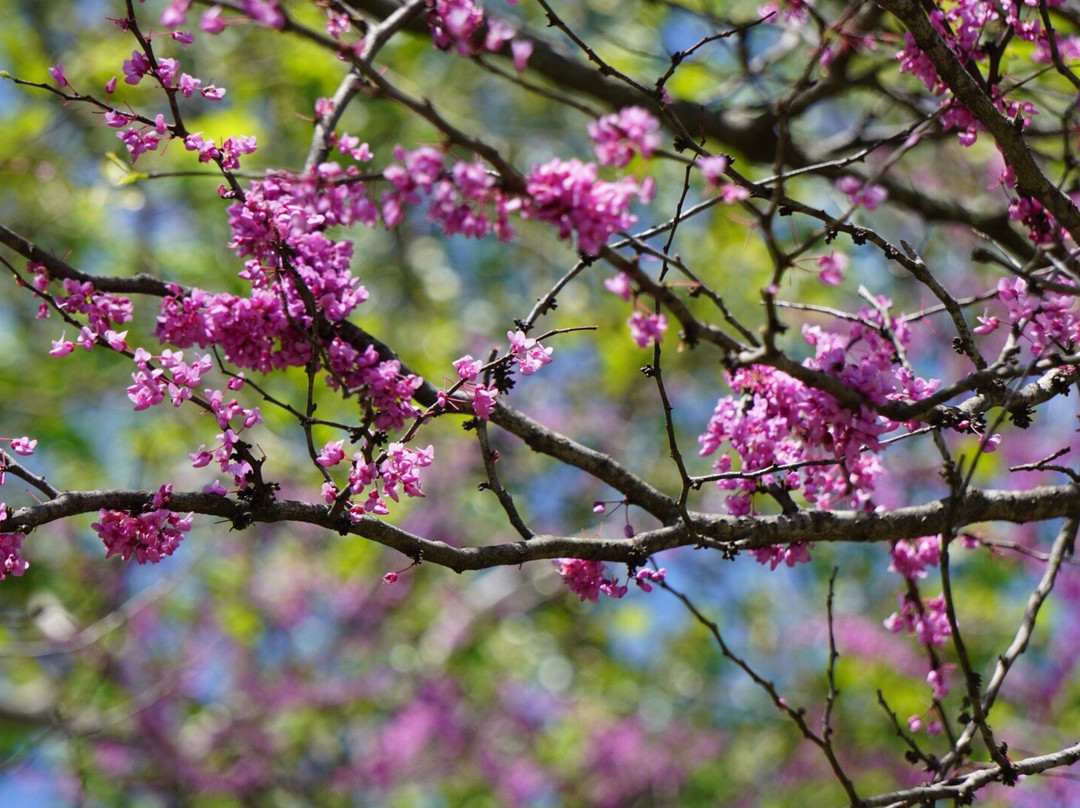 Lower Huron Metropark-Belleville必去景点