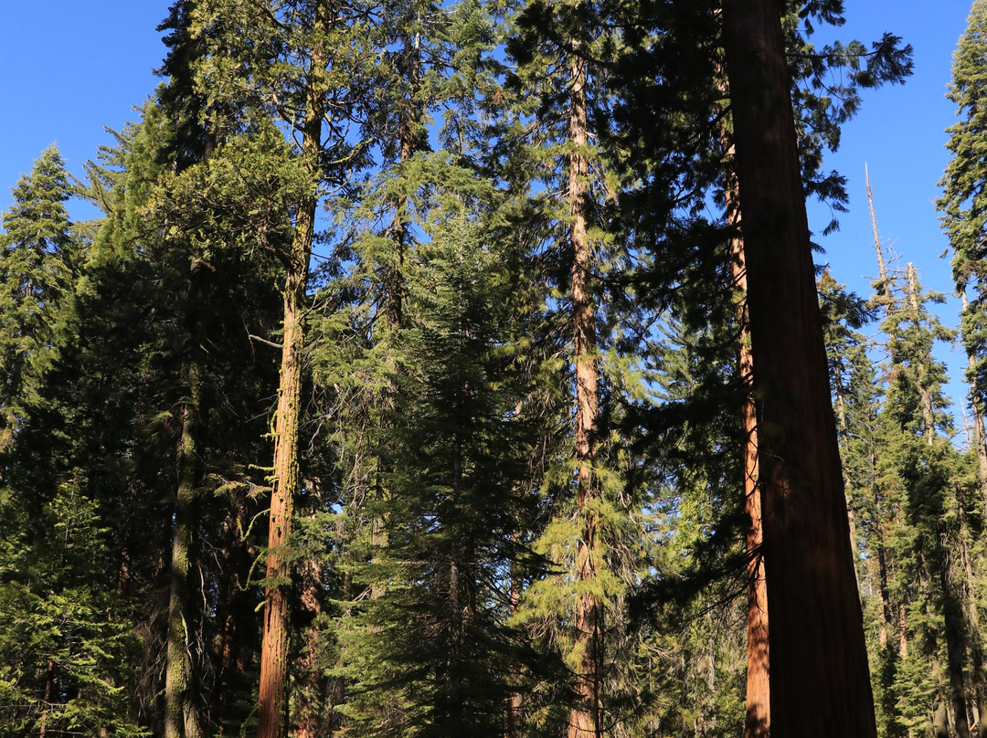 Big Tree Trail-优胜美地国家公园必去景点