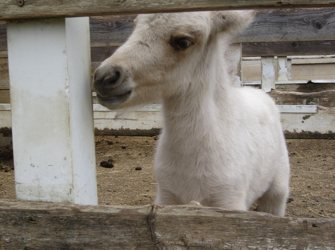 Li'l Country Store and Miniature Horse Farm景点图片