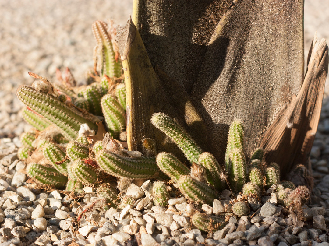 The Flower Box Long Term Accommodation主图
