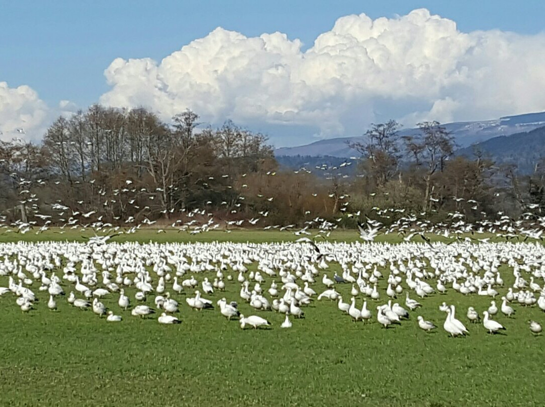 Skagit Wildlife Area景点图片