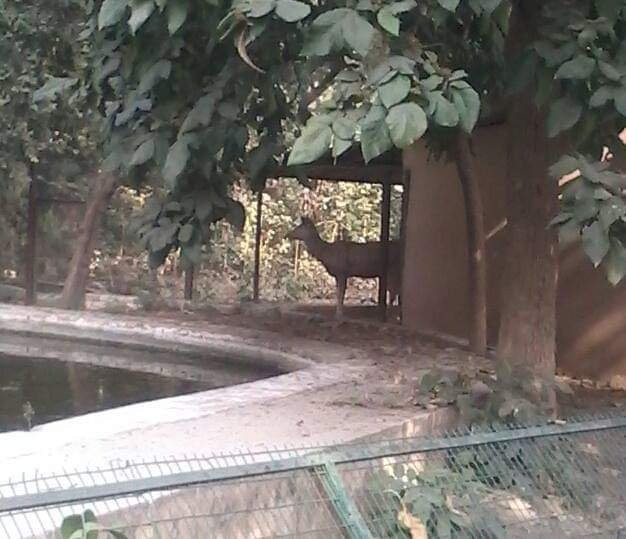 Nawab Wajid Ali Shah Zoological Garden景点图片