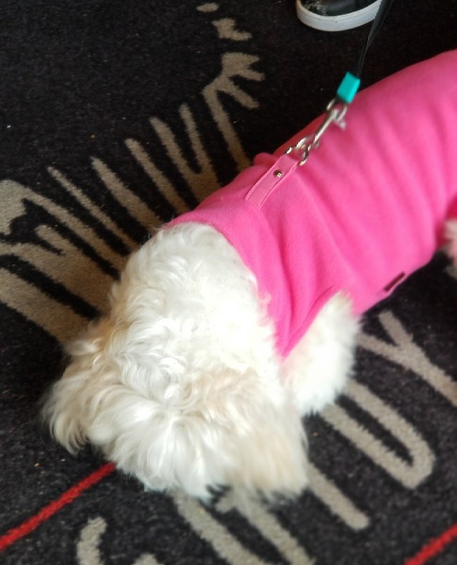 Diggidy Dog-卡梅尔必去景点