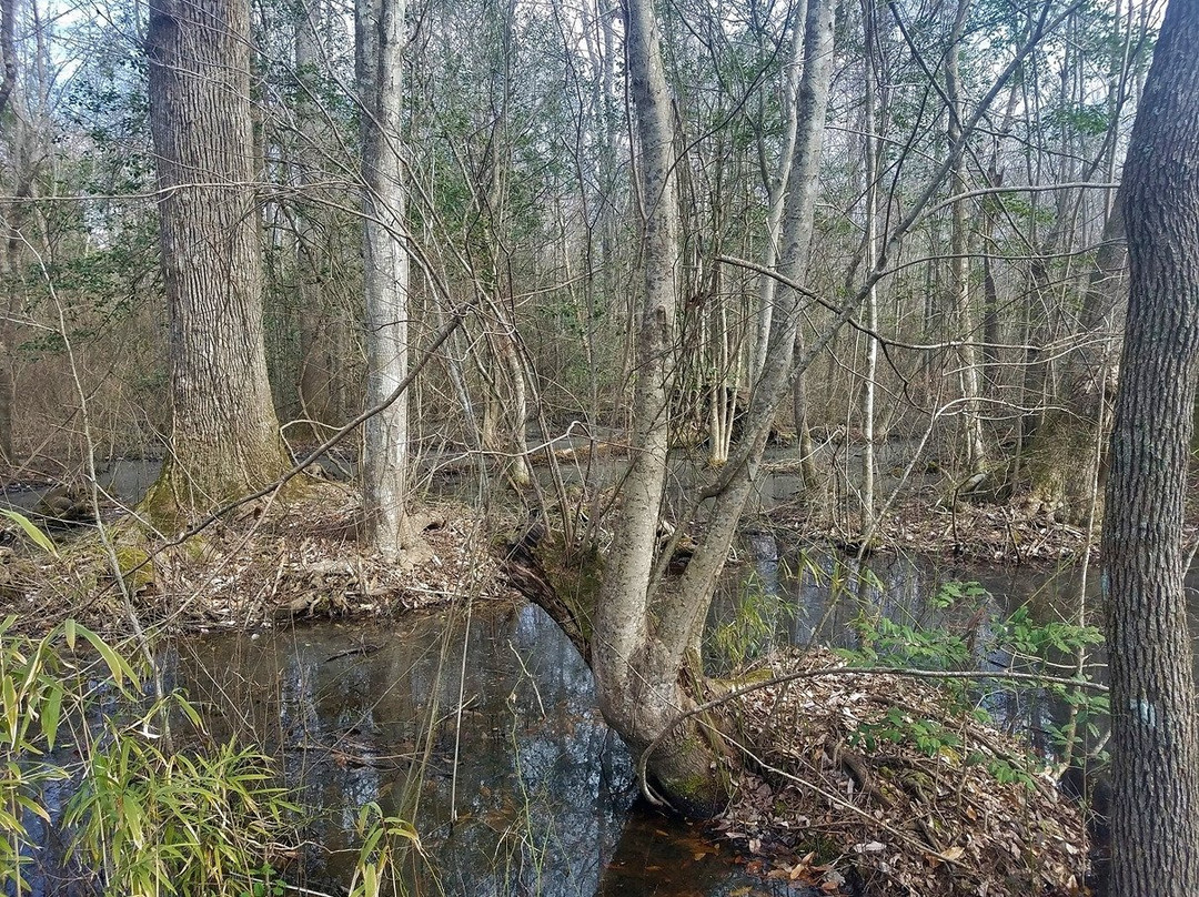 Dismal Swamp State Park景点图片