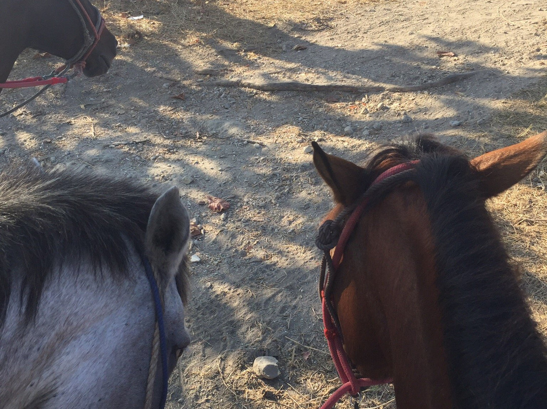 Star Mountain Horseback Riding景点图片