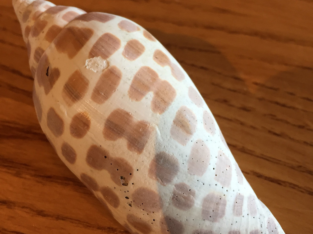 Marco Island Boat Tours-Goodland必去景点