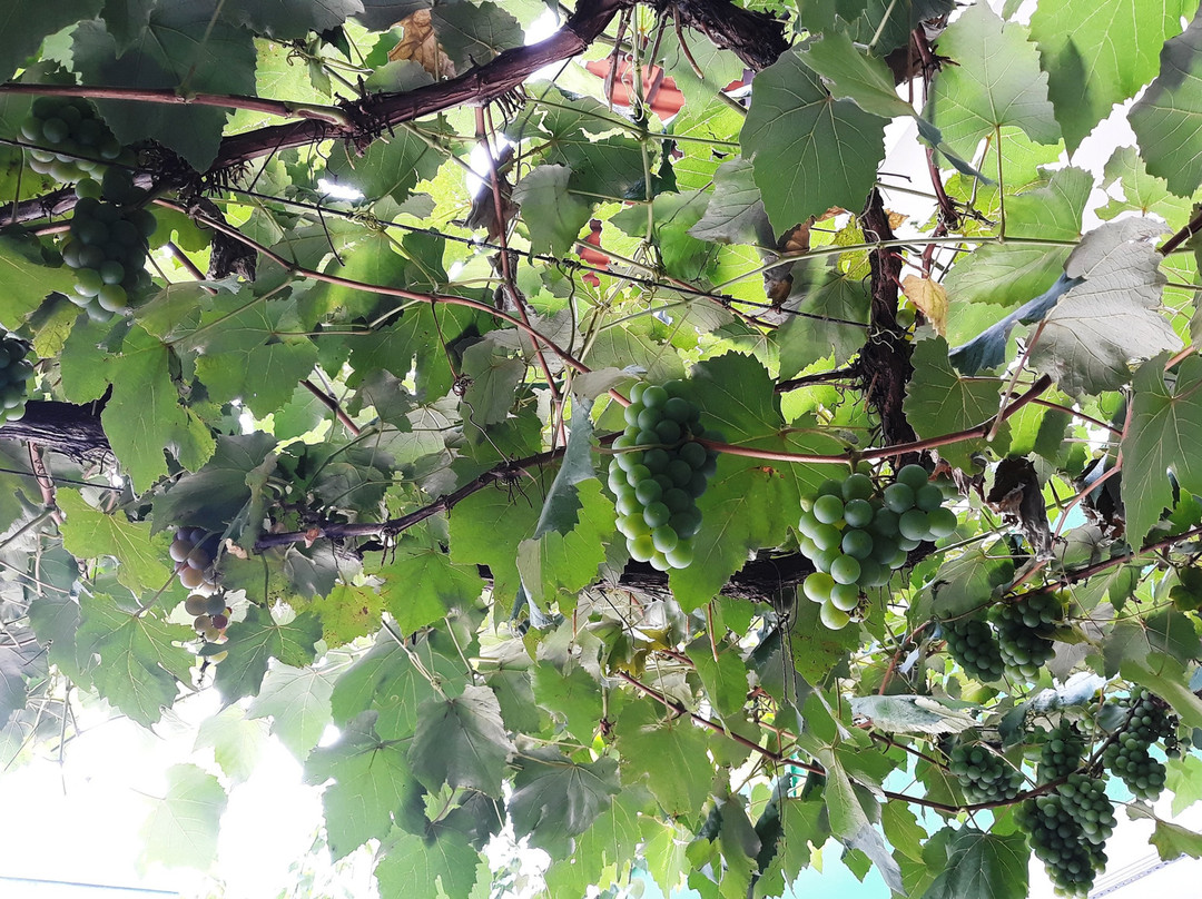 Natalina Pousada & Restaurante主图