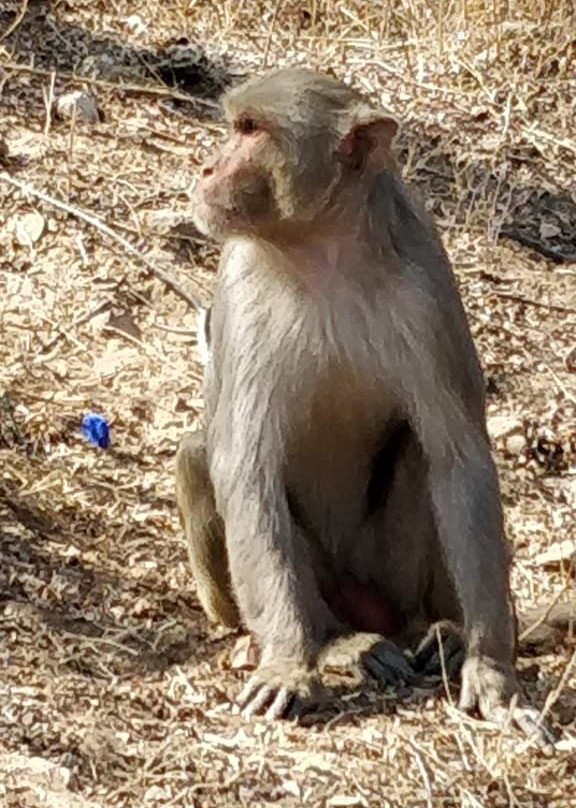 Sariska Tiger Reserve景点图片