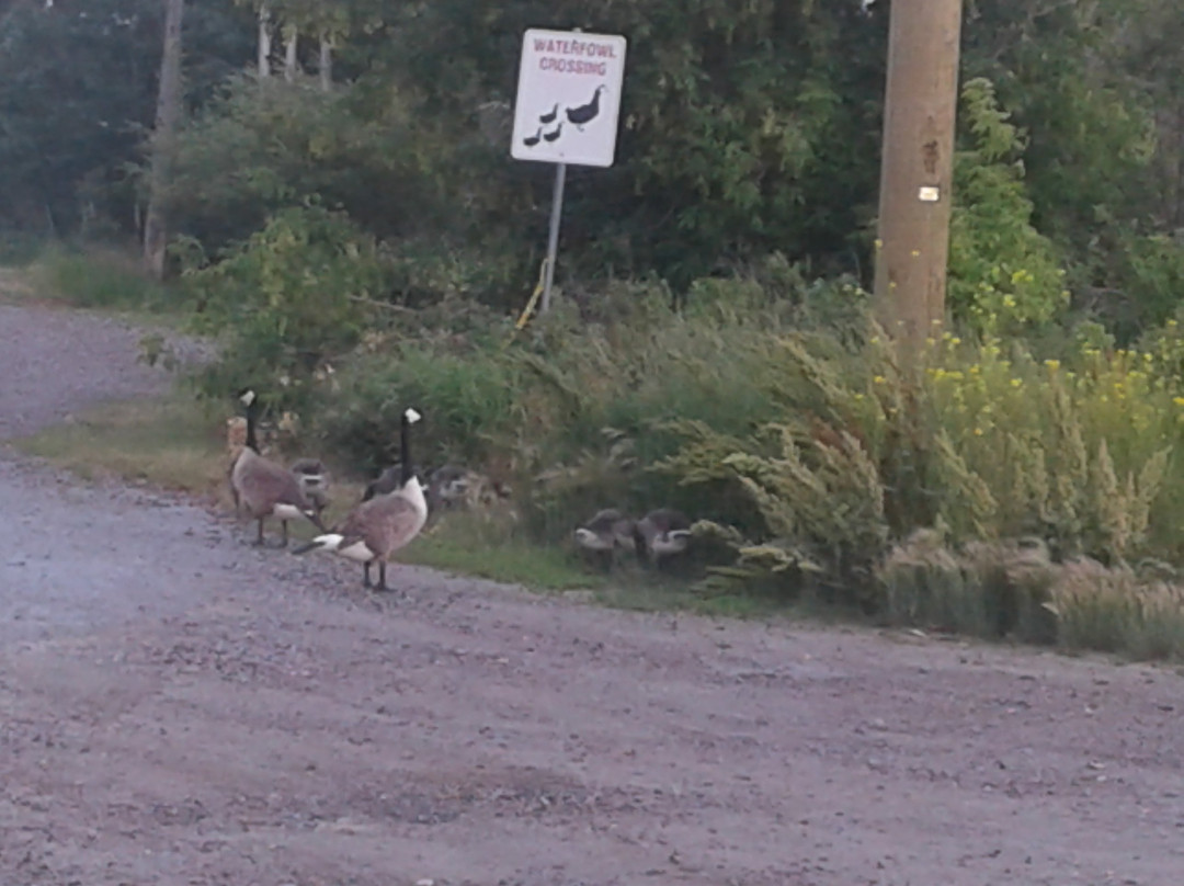 Elizabeth Lake Lodge主图