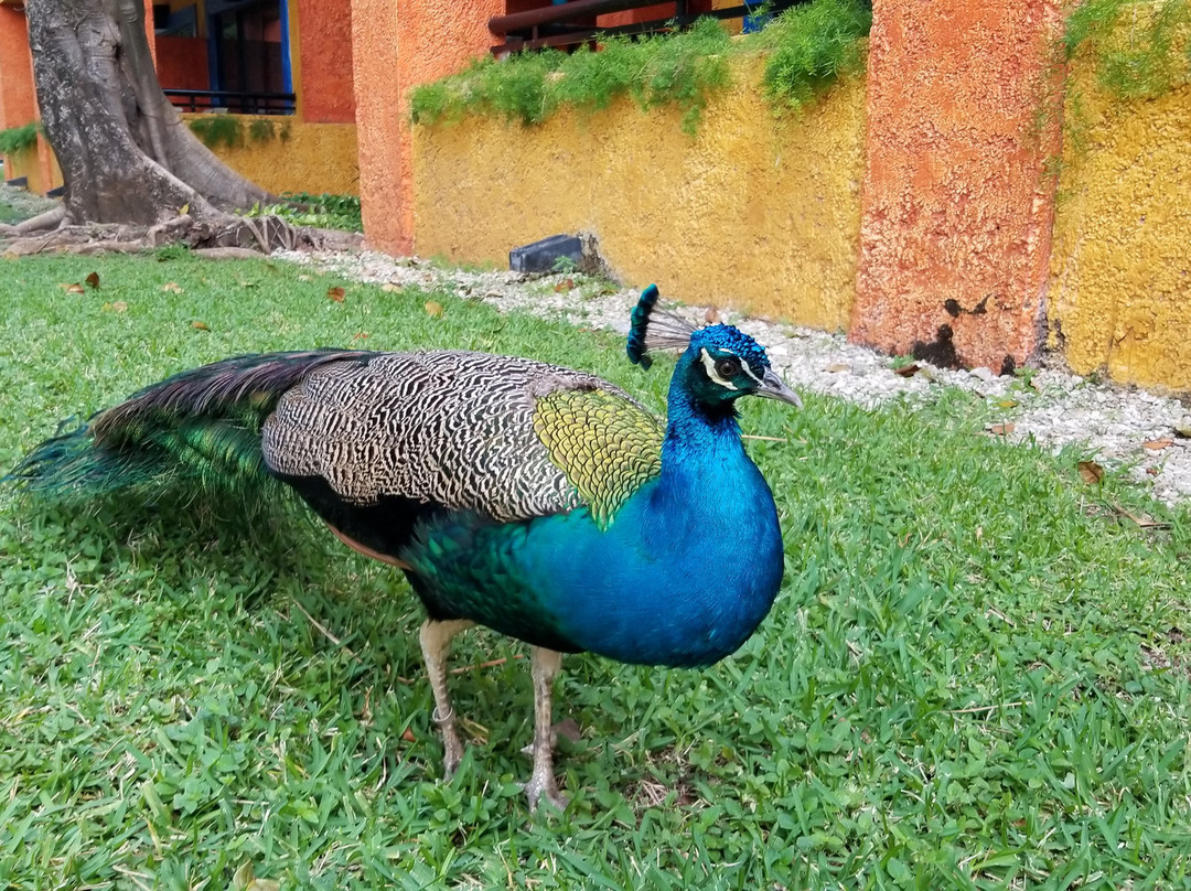 Iberostar Waves Tucán主图