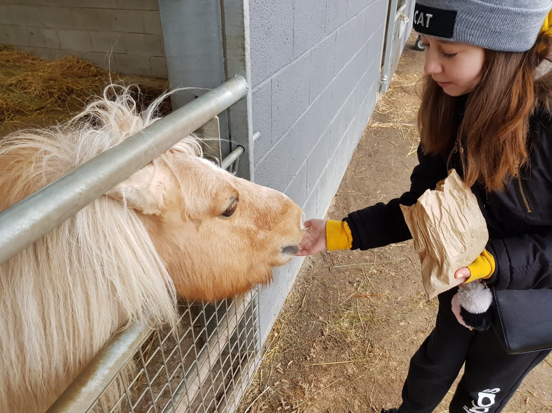 Cefn Mably Farm Park景点图片