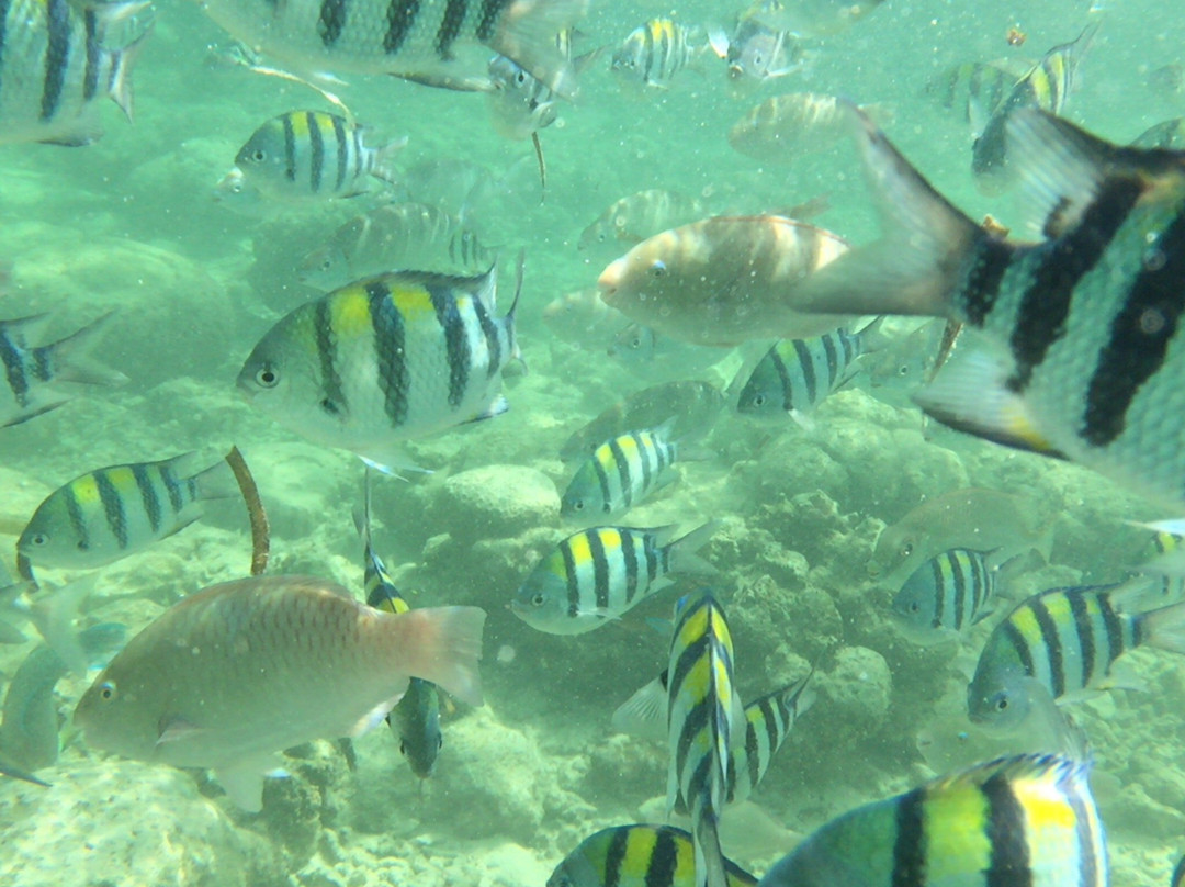 Nalusuan Island Marine Sanctuary景点图片