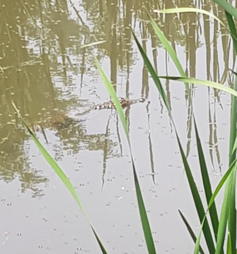 Albert Falls Miniature Railway-Albert Falls必去景点