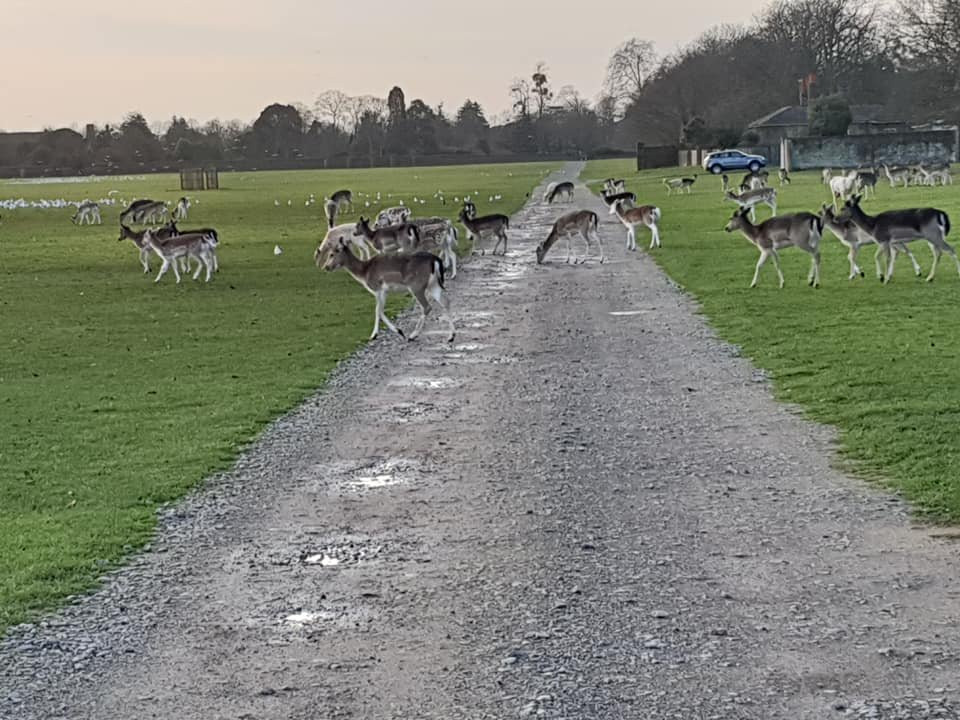 Hampton Court Park景点图片