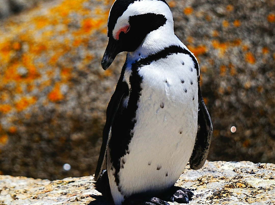 Freedom of the Cape Tours-开普敦中心区必去景点