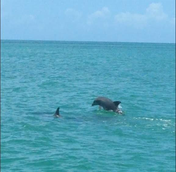 Leisure Cat Adventure Tours-Stock Island必去景点