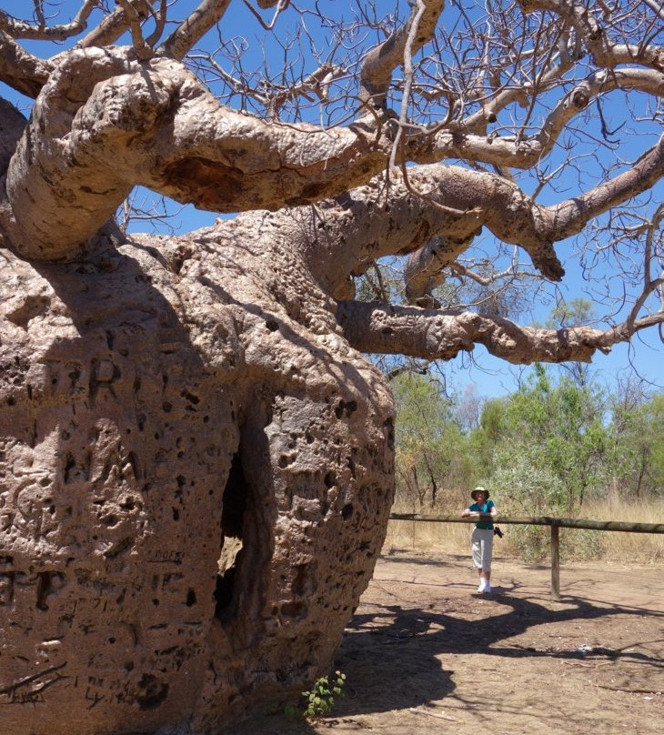 Boab Prison Tree景点图片