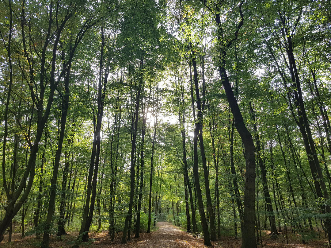 Aussichtsturm Wolfsberg Duisburg景点图片