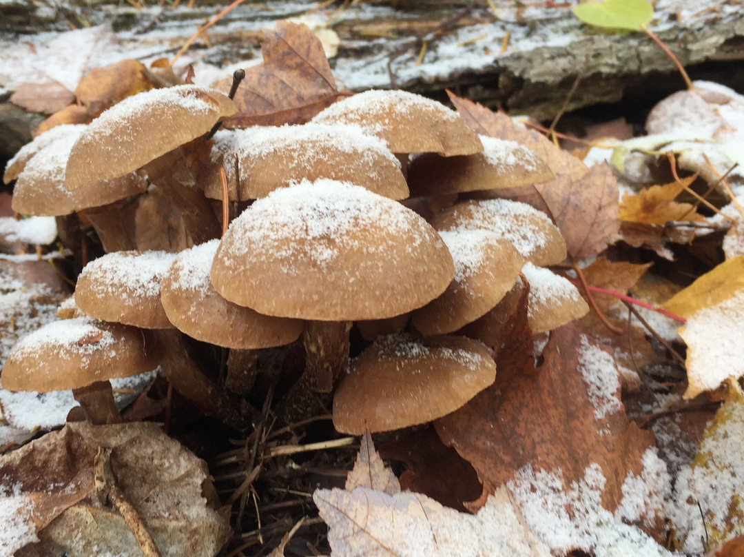 Poplar Lake-大马雷必去景点