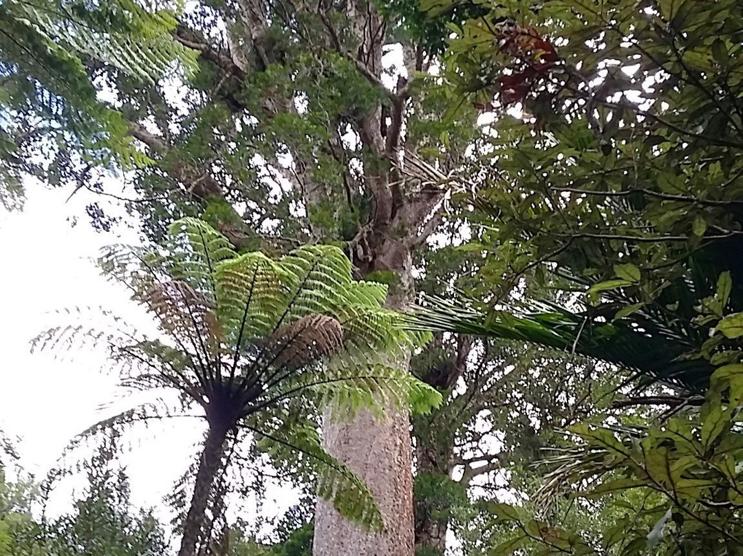 Tuahu Kauri Track-陶兰加必去景点
