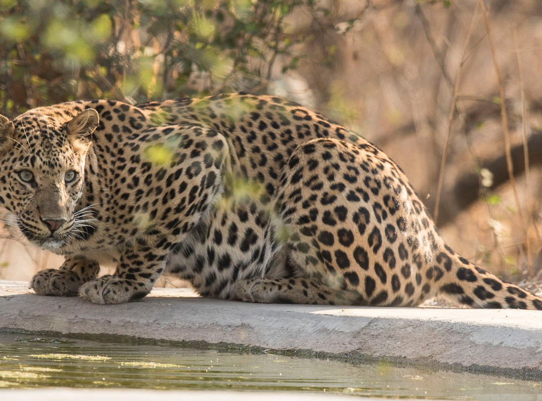 Wild Trail Safari-斋蒲尔必去景点