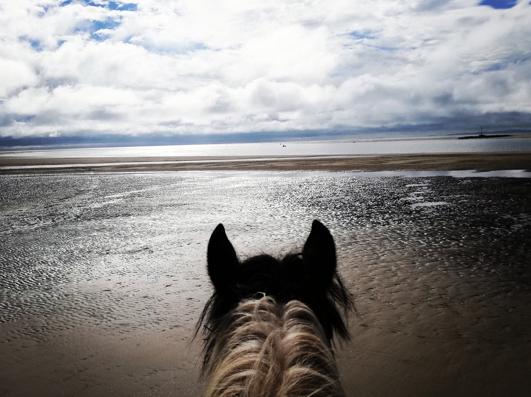 Pony Trekking at Bwlchgwyn Farm景点图片