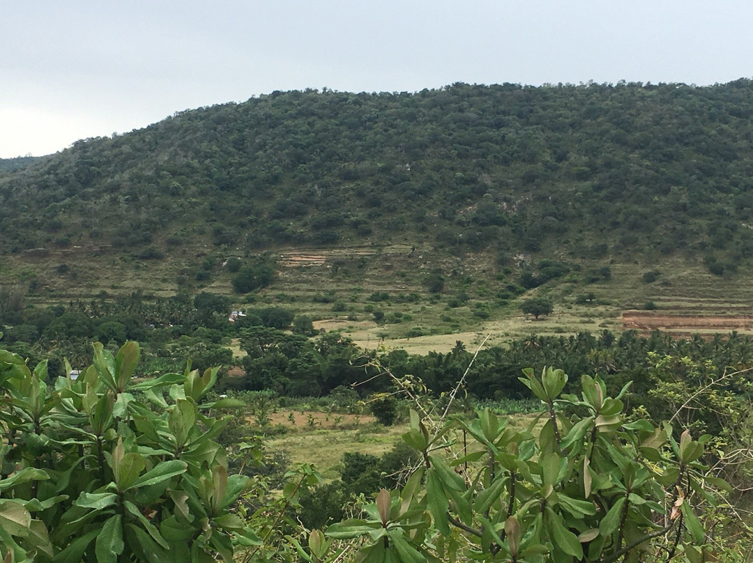 Attapadi Reserve Forest-Palakkad必去景点