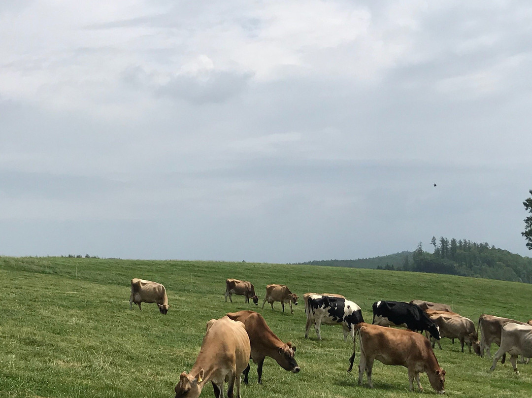 Biei Farm-美瑛町必去景点