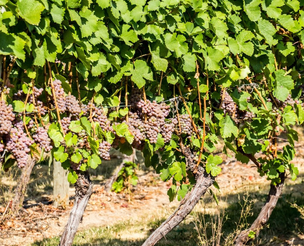 Creston Valley Visitor Centre-Creston必去景点
