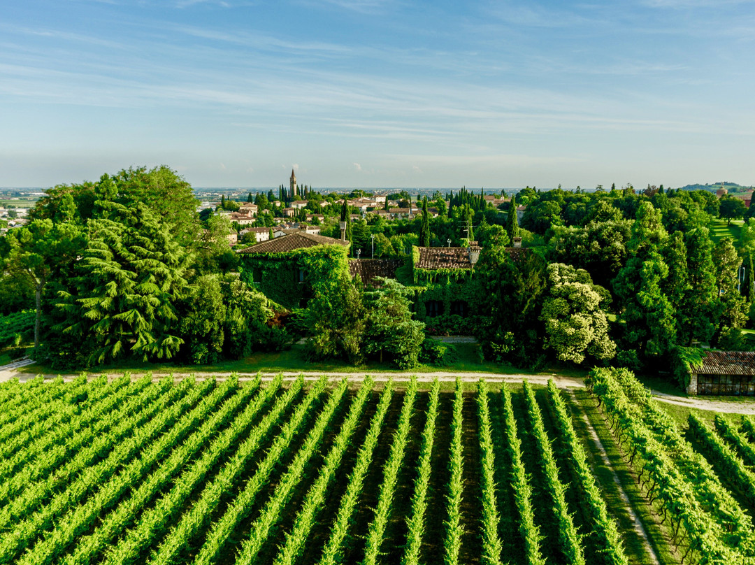 Le Vigne di San Pietro景点图片